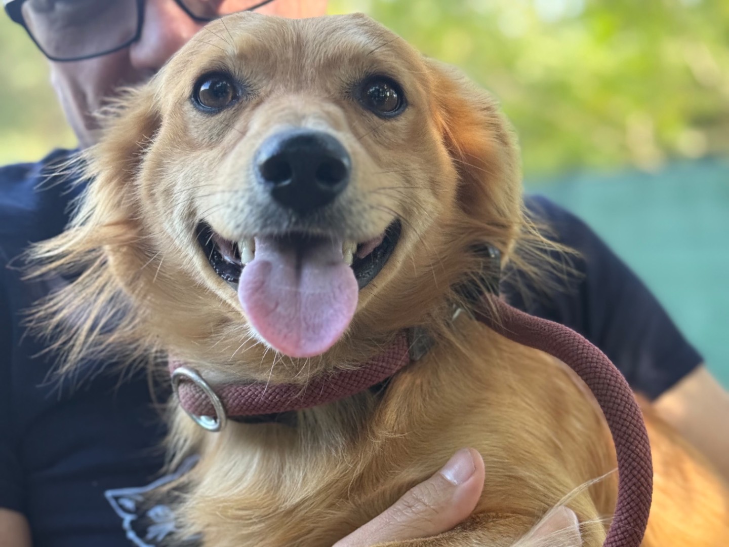 Adotta il cane Tobia a Milano