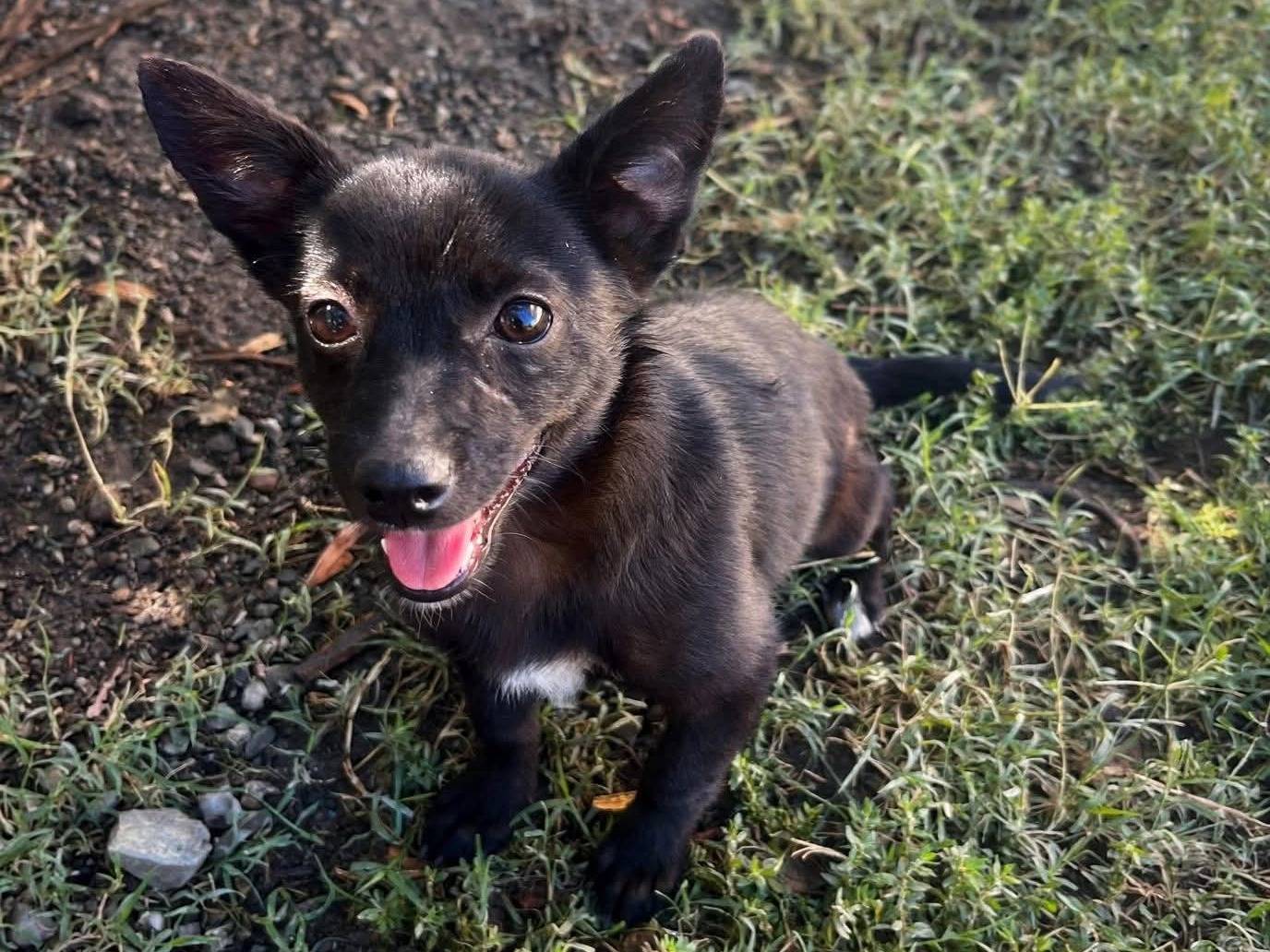 Adozione cane, femmina, Razza sconosciuta Razza sconosciuta, 4 mesi, taglia piccola, Cosenza