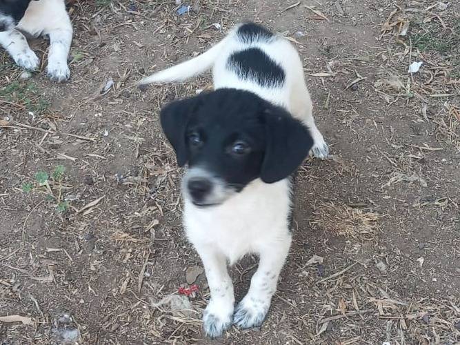 Adozione cane, maschio, Razza sconosciuta Razza sconosciuta, 3 mesi, taglia media contenuta, Caserta