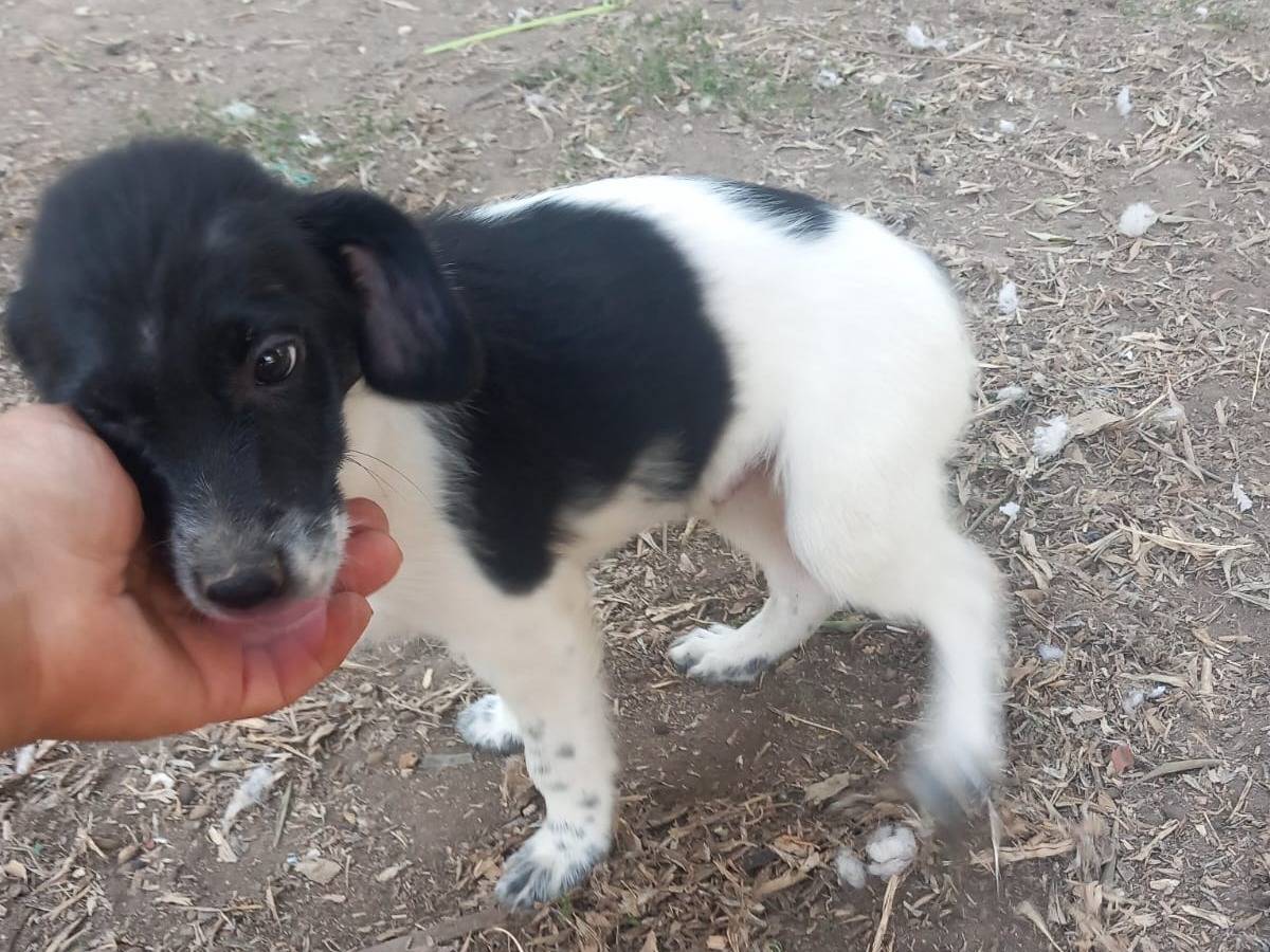 Adotta un cane, maschio, 3 mesi, Caserta
