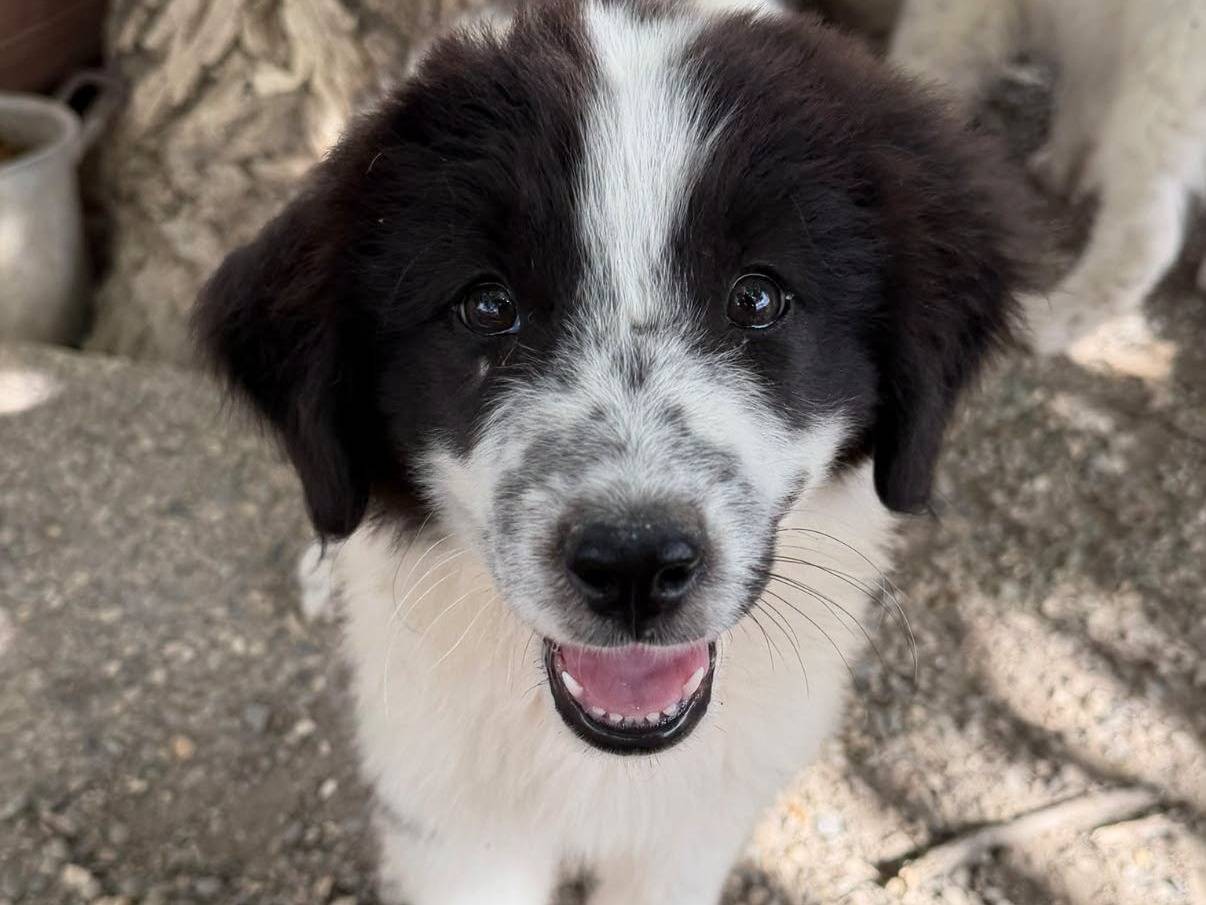 Adozione cane, maschio, Razza sconosciuta Razza sconosciuta, 3 mesi, taglia media, Matera