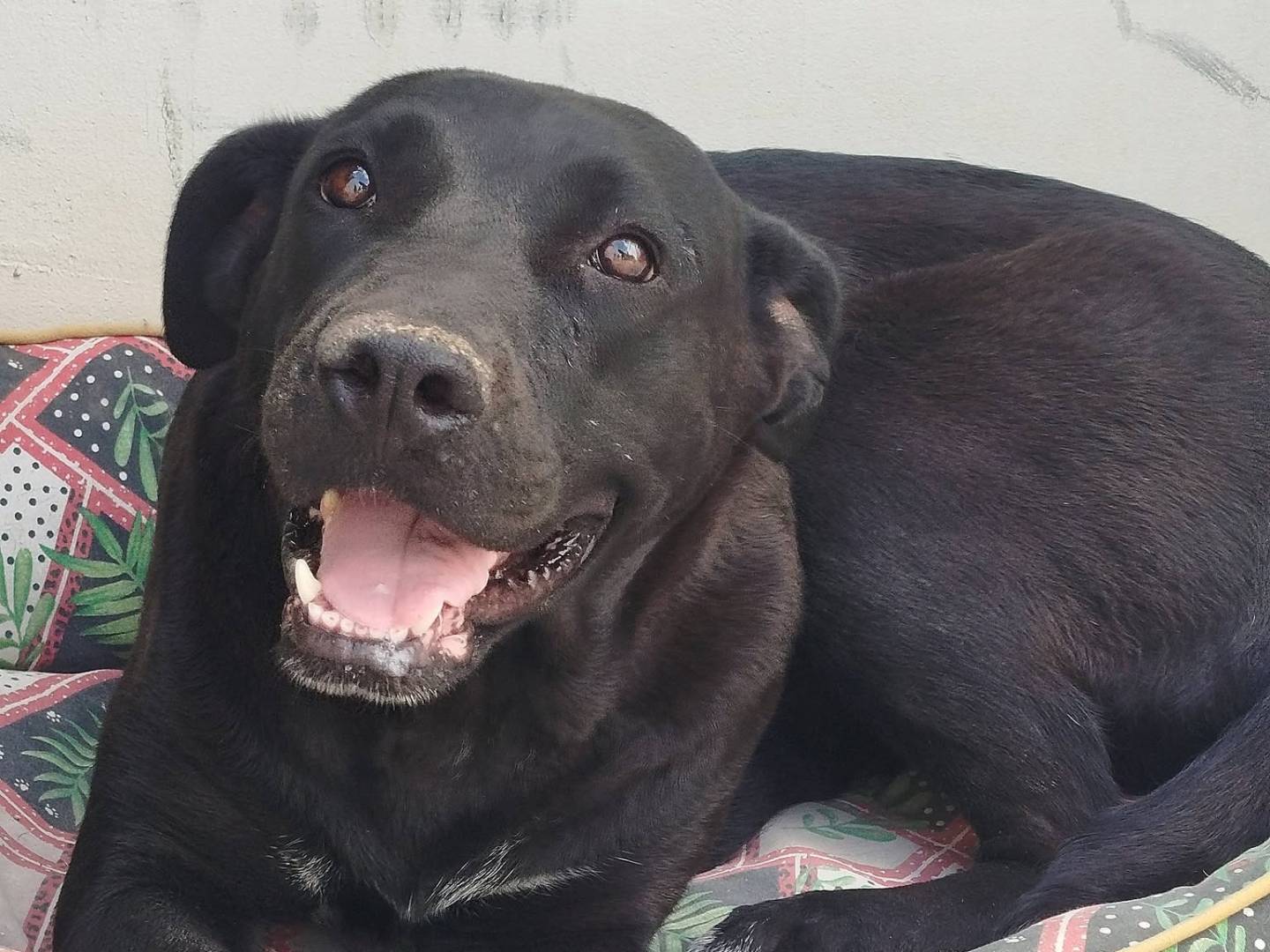 Adozione cane, femmina, Razza sconosciuta Razza sconosciuta, 1 anno e 5 mesi, taglia media, Matera