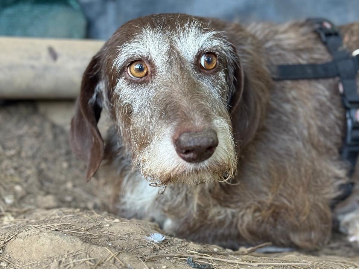 Adozione cane, femmina, Segugio Razza sconosciuta, 8 anni e 3 mesi, taglia media contenuta, Milano