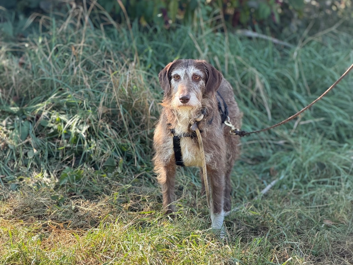 Adotta un cane, femmina, 8 anni e 3 mesi, Milano