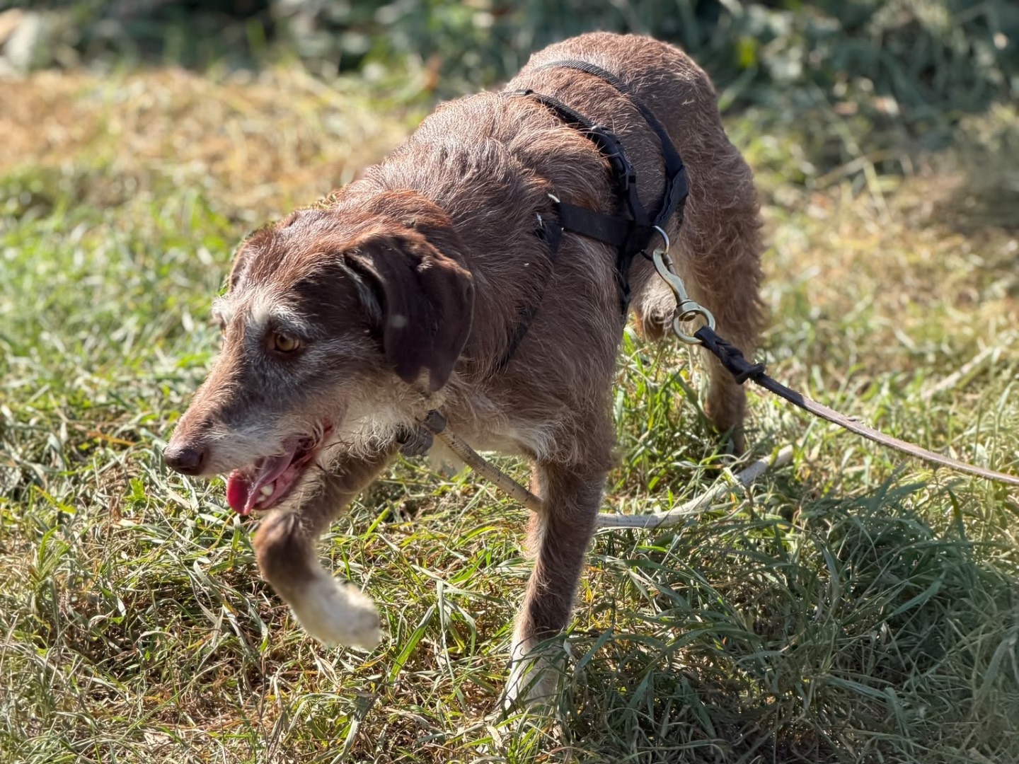 Adotta un cane, taglia media contenuta, femmina, Milano