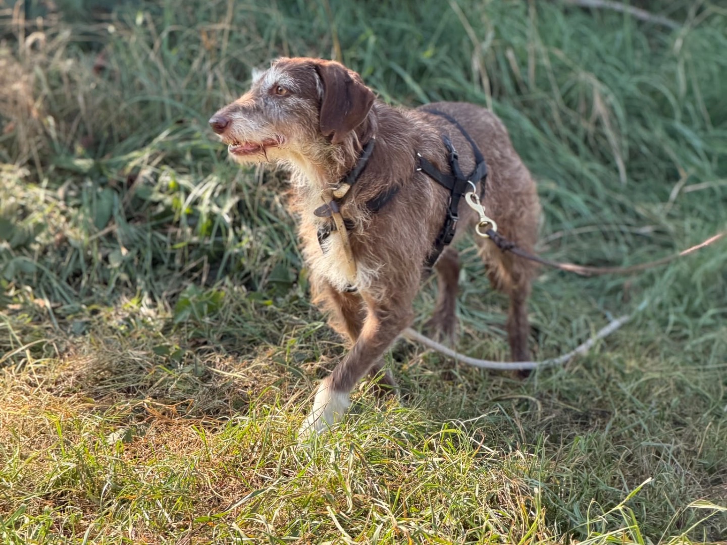 Vuoi adottare un cane a Milano?