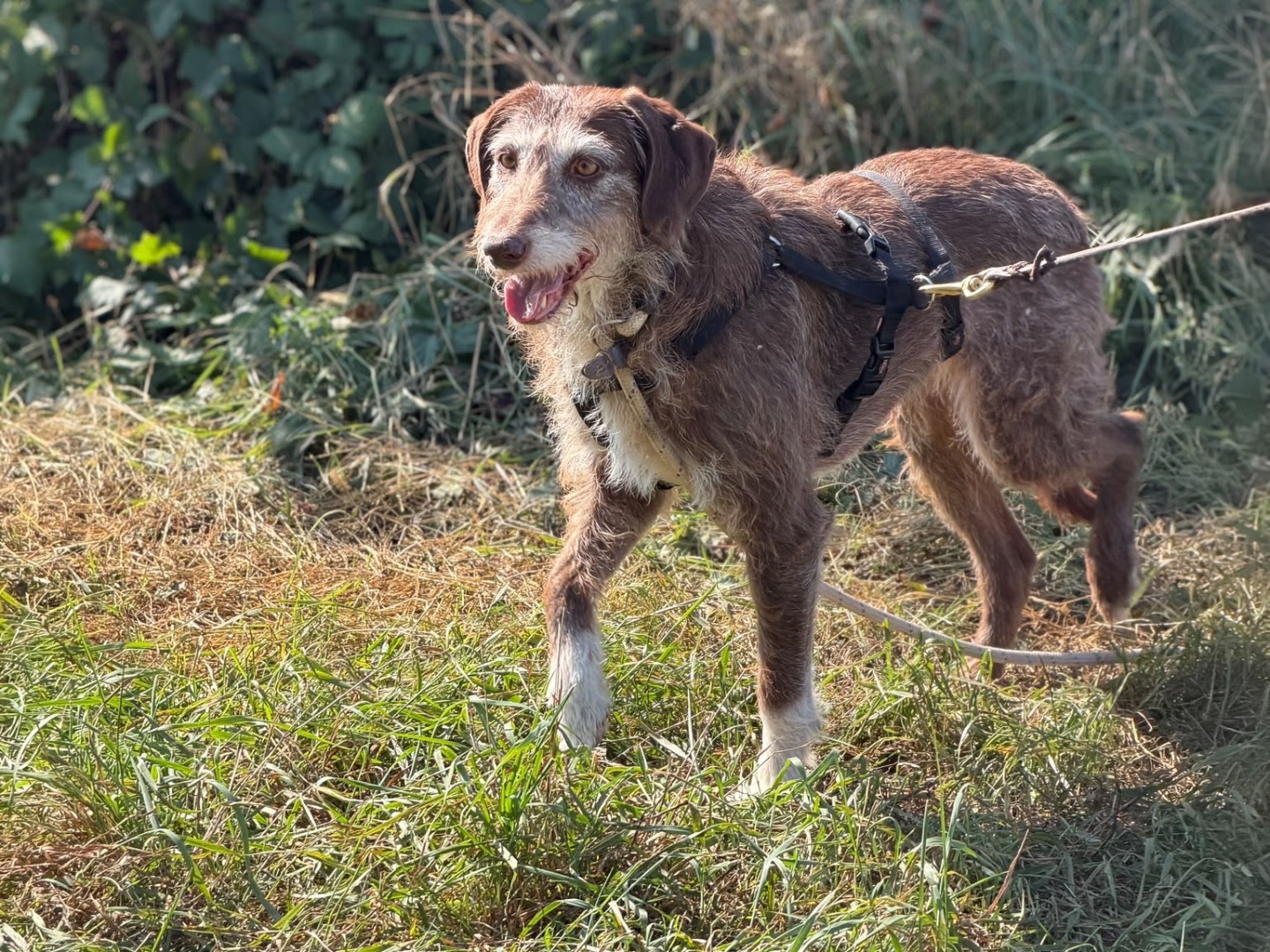 Adotta il cane Naomi  a Milano
