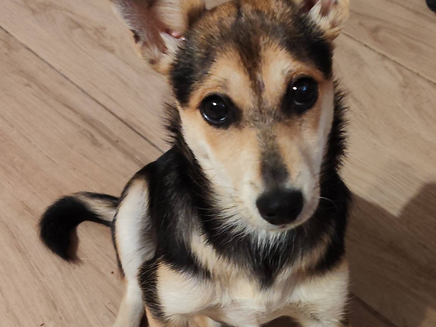Adozione cane, femmina, Razza sconosciuta Razza sconosciuta, 5 mesi, taglia piccola, Catanzaro