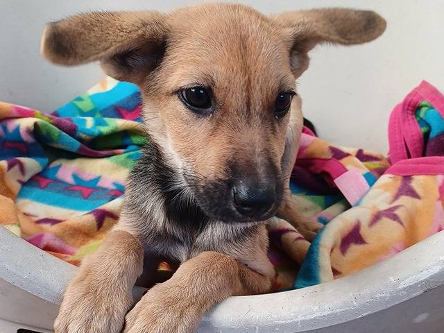 Adotta un cane, femmina, 3 mesi, Torino