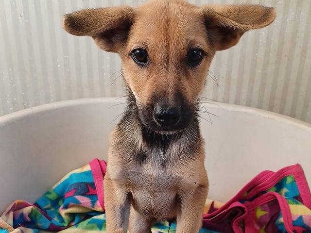 Adotta un cane, taglia media, femmina, Torino