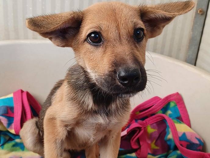 Vuoi adottare un cane a Torino?