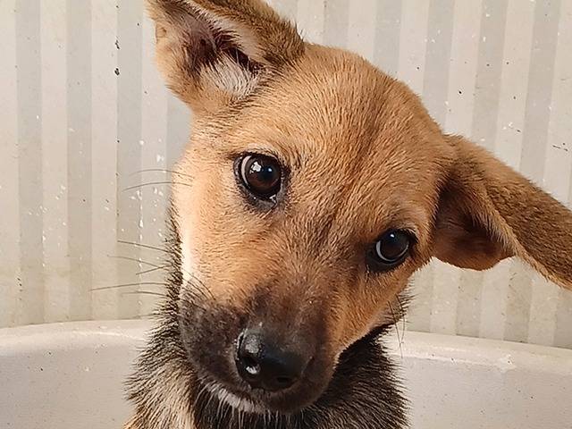 Adotta il cane Elide a Torino