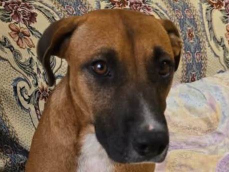 Adotta un cane, femmina, 1 anno e 7 mesi, Padova