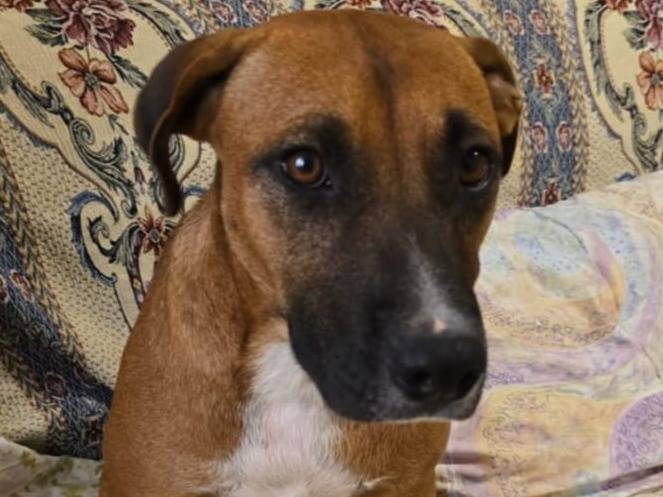 Adotta un cane, taglia media, femmina, Padova