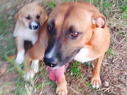 Vuoi adottare un cane a Padova?
