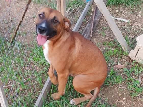 Adotta il cane ATHENA a Padova