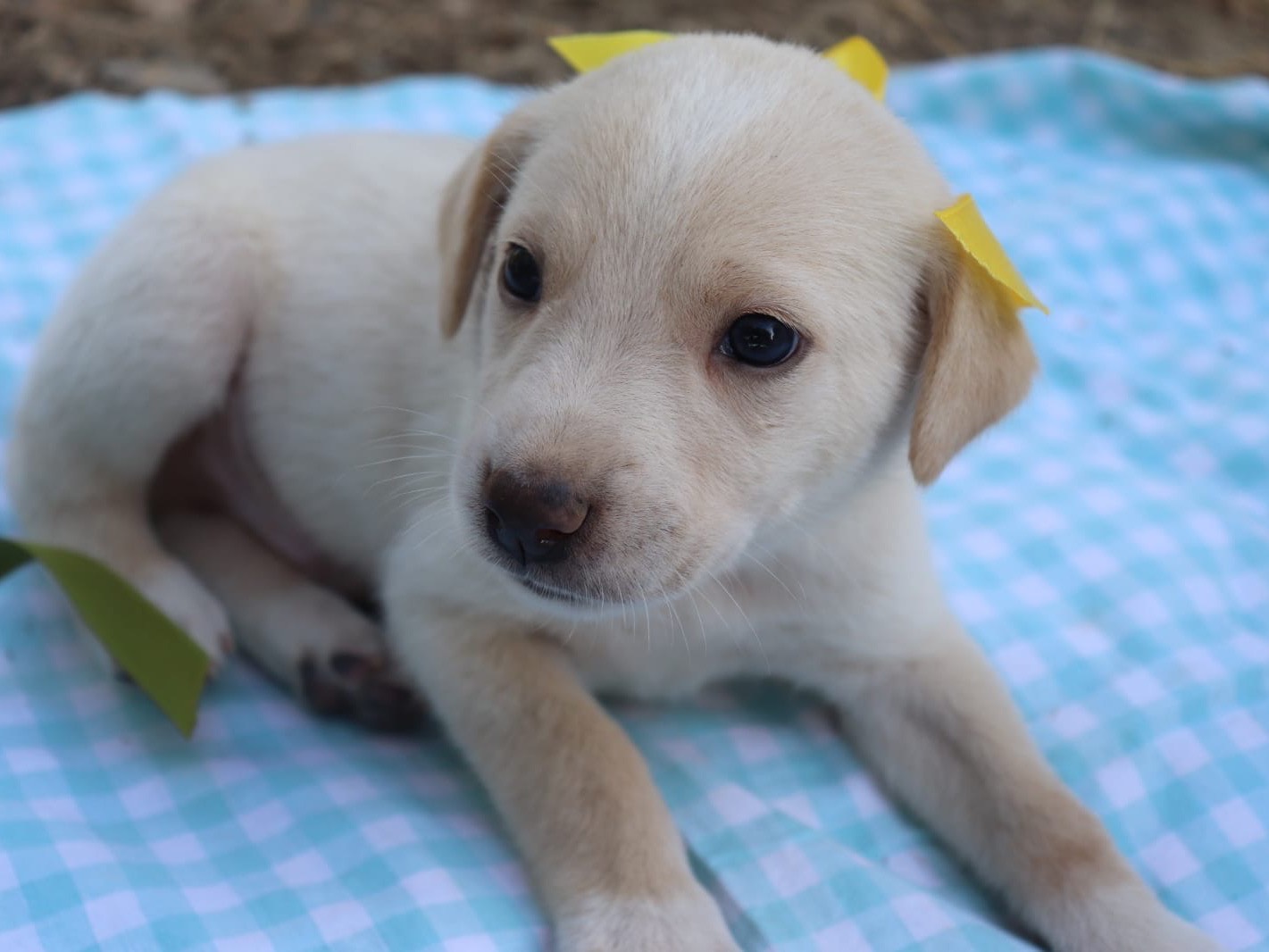 Adozione cane, maschio, Razza sconosciuta Razza sconosciuta, 1 mese, taglia media, Sud