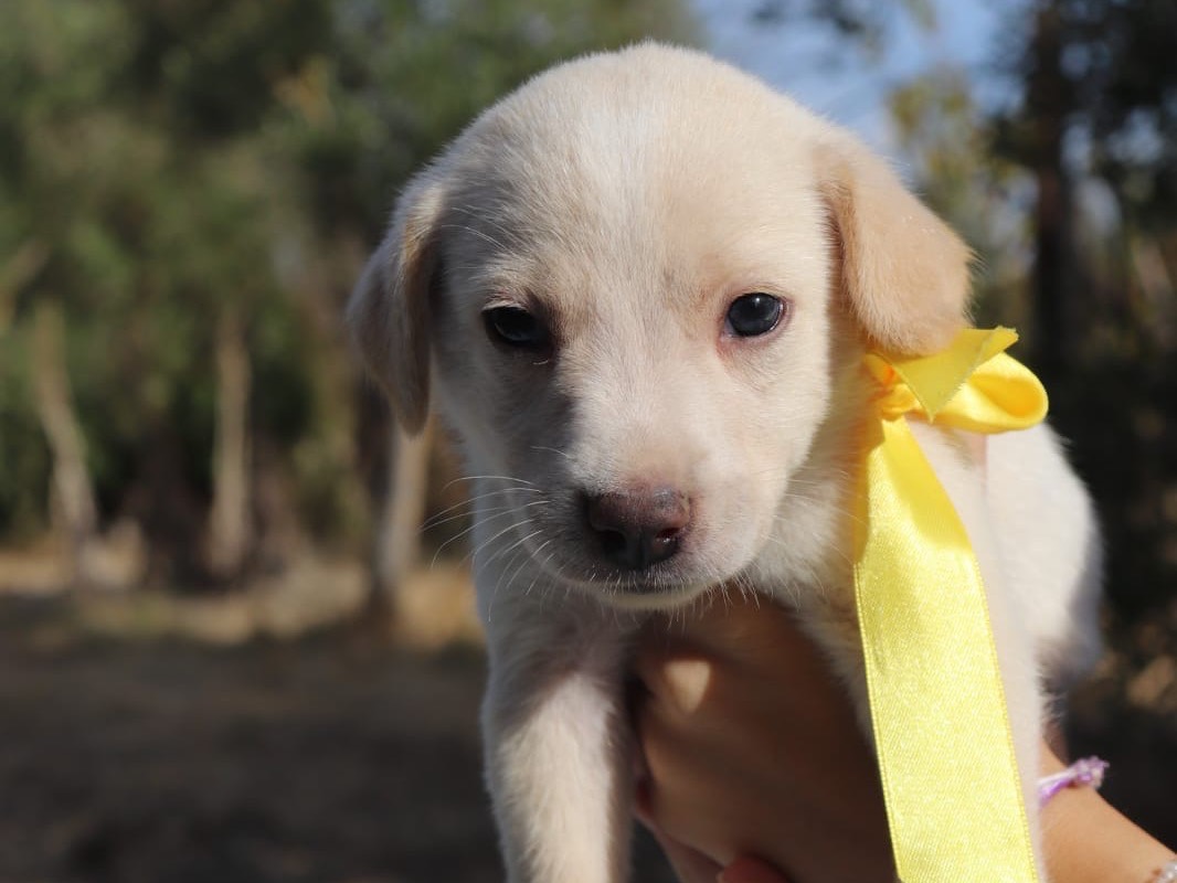 Adotta un cane, maschio, 1 mese, Sud