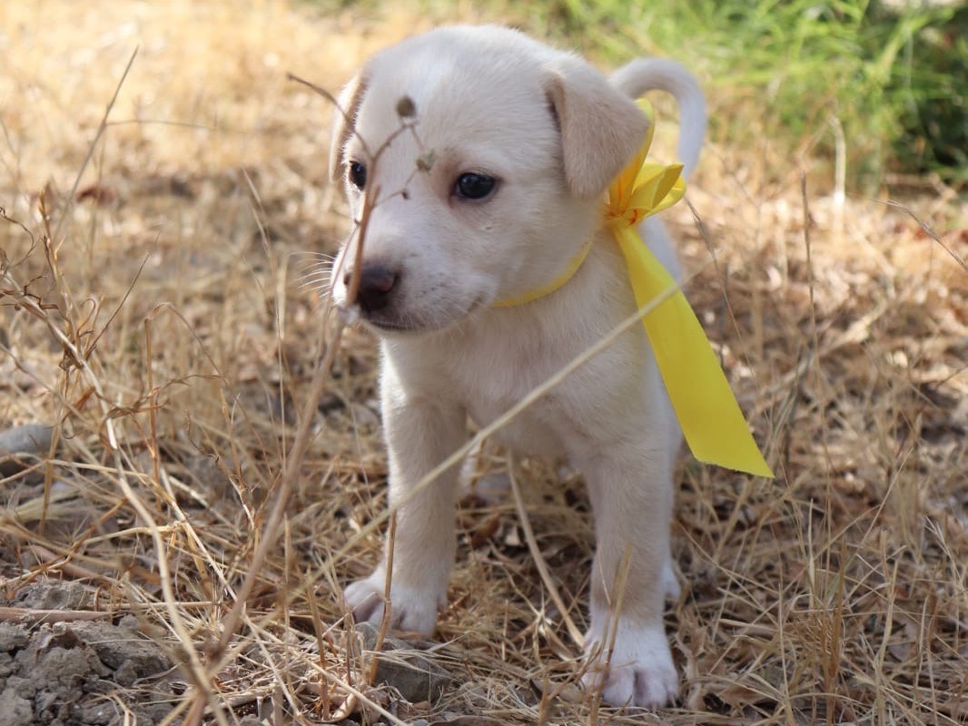 Adotta un cane, taglia media, maschio, Sud