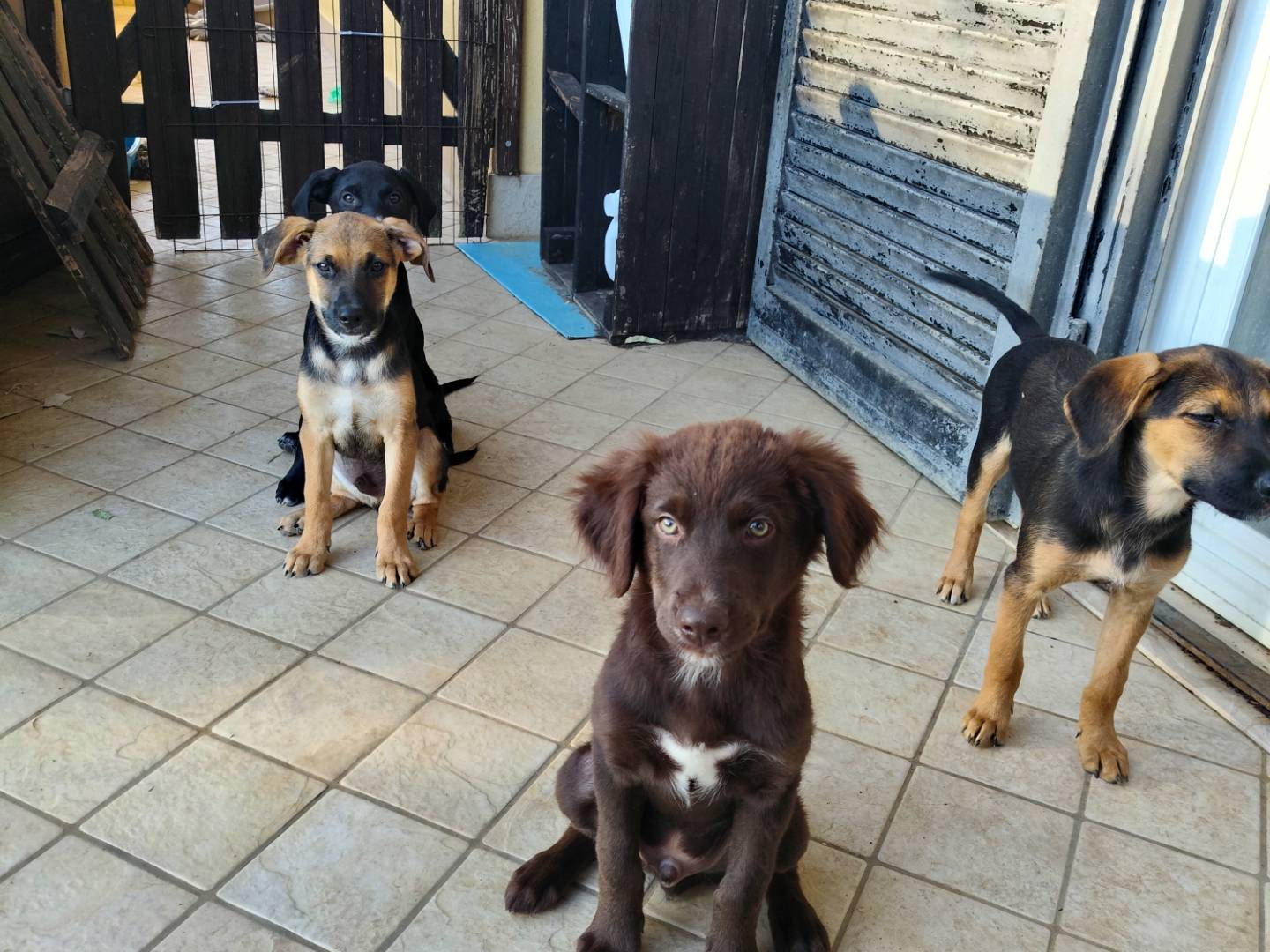 Adotta un cane, taglia media contenuta, maschio, Latina