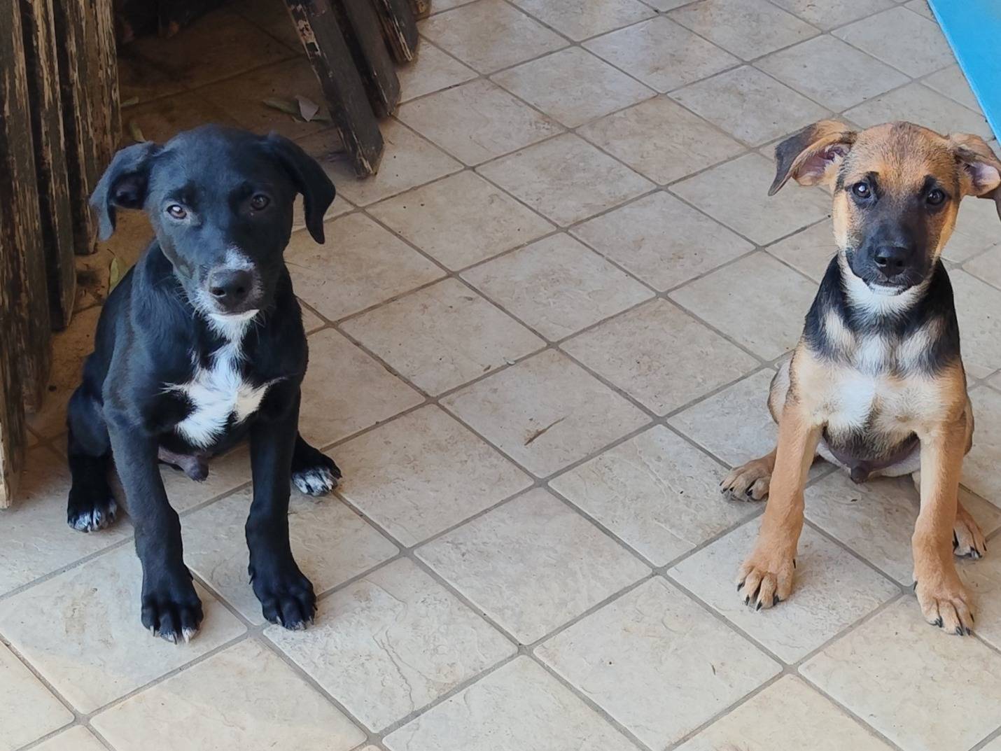 Adotta un cane, maschio, 3 mesi, Latina