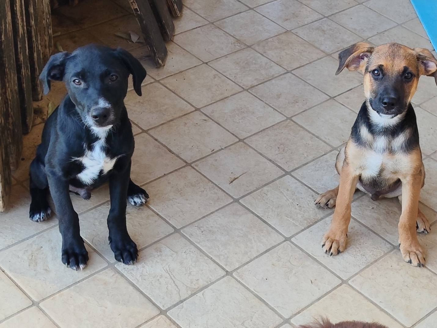 Adotta un cane, femmina, 3 mesi, Latina