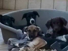 Adozione cane, femmina, Razza sconosciuta Razza sconosciuta, 3 mesi, taglia media contenuta, Latina