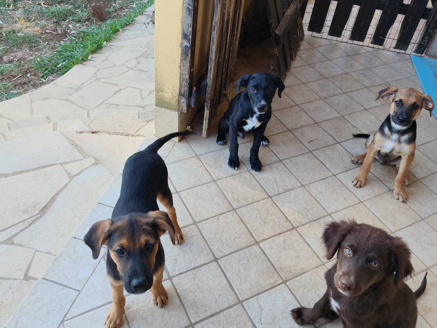 Adotta un cane, taglia media contenuta, femmina, Latina