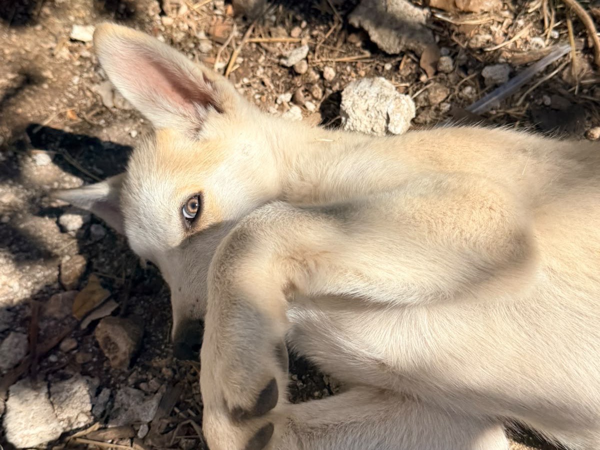 Adozione cane, maschio, Siberian Husky Razza sconosciuta, 3 mesi, taglia media, Foggia