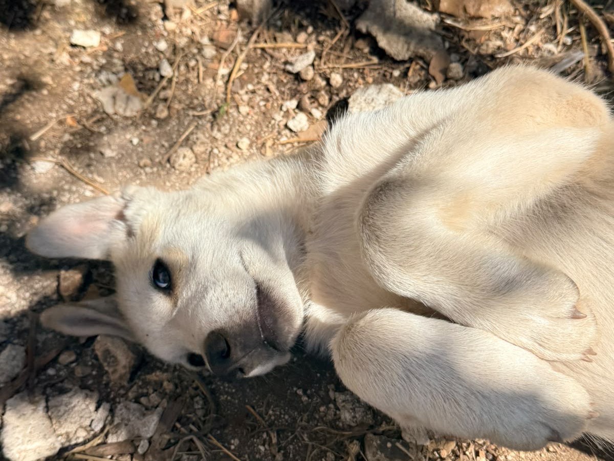 Adotta un cane, maschio, 3 mesi, Foggia