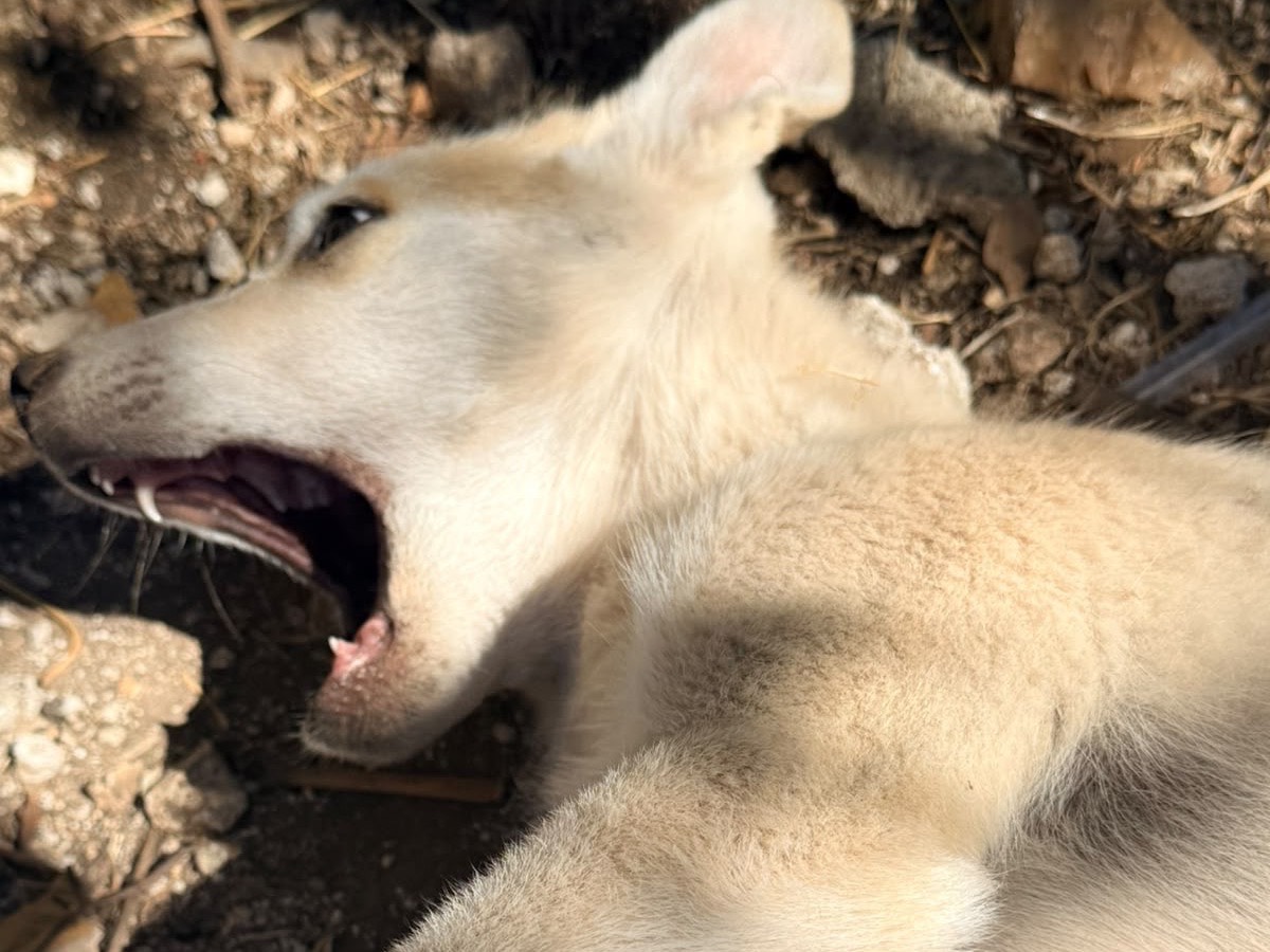 Adotta un cane, taglia media, maschio, Foggia