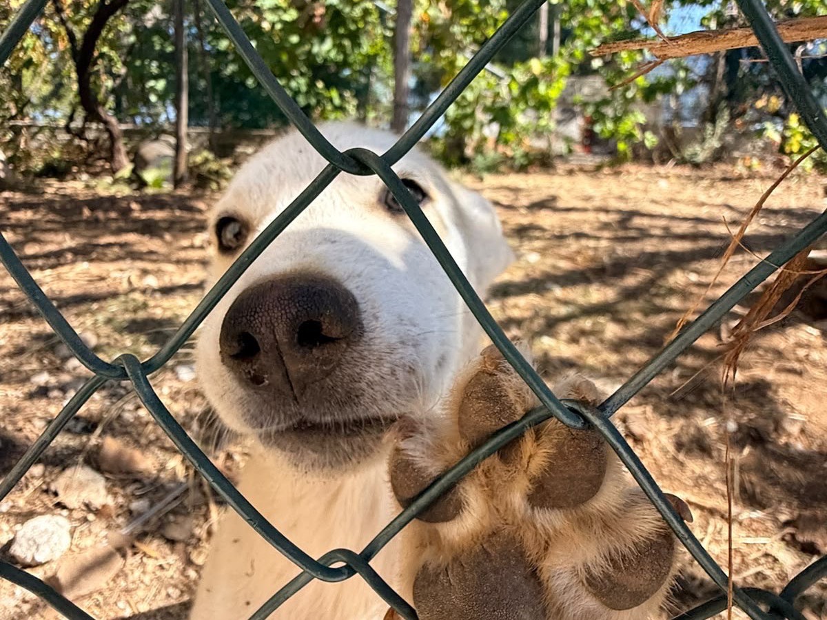 Vuoi adottare un cane a Foggia?