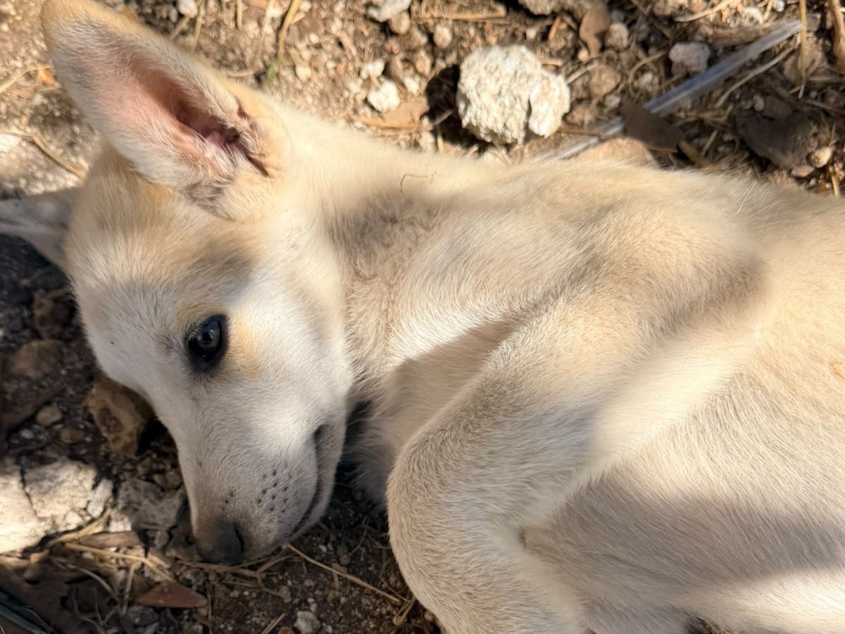 Adotta il cane Jimmy  a Foggia
