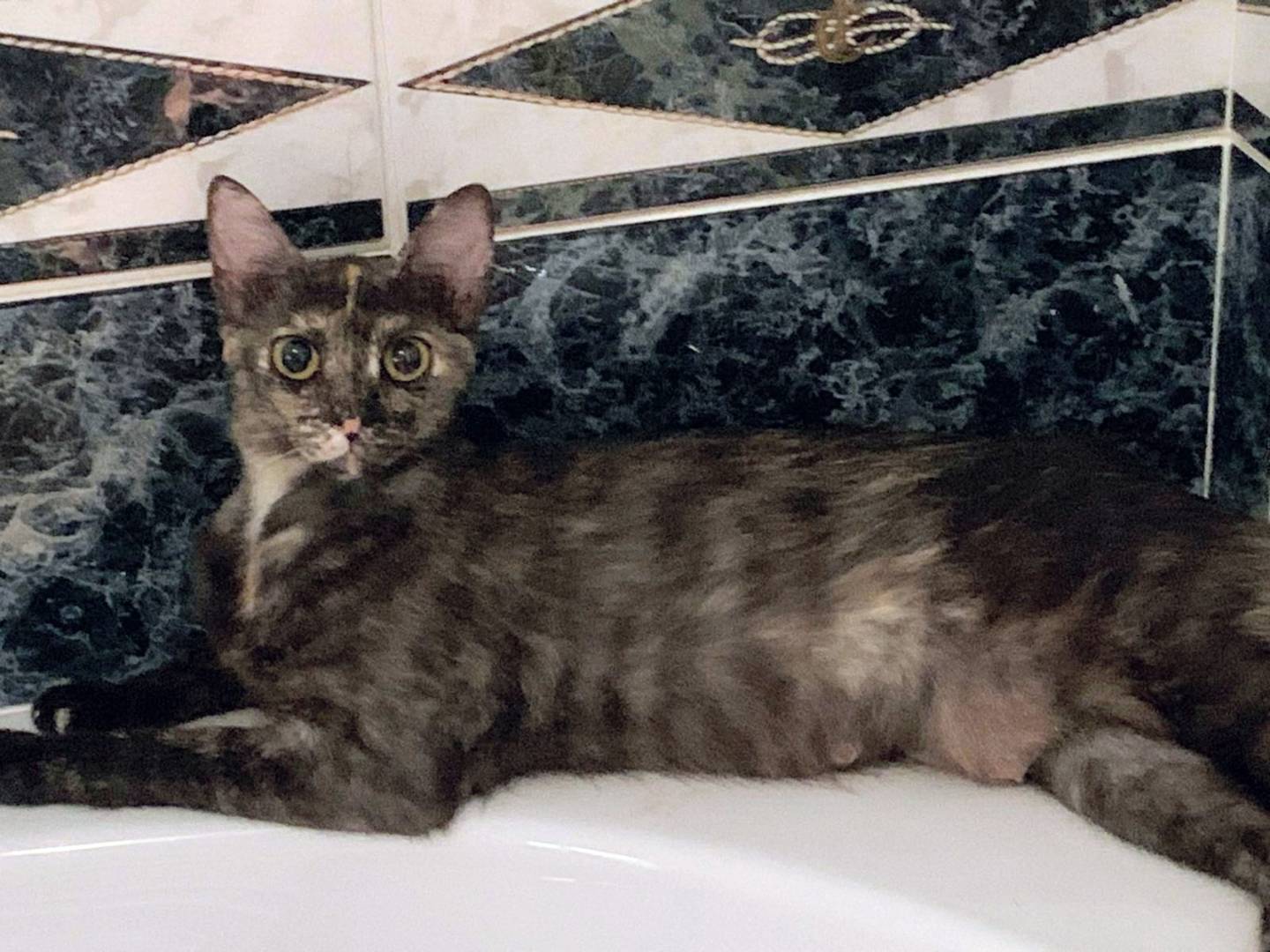 Adozione gatto, femmina, Razza sconosciuta Razza sconosciuta, 9 mesi, taglia non valida, Palermo