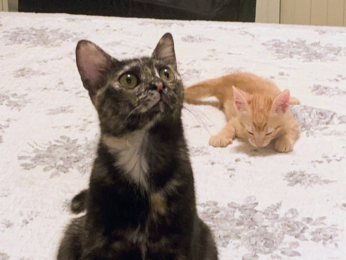 Adotta un gatto, femmina, 9 mesi, Palermo