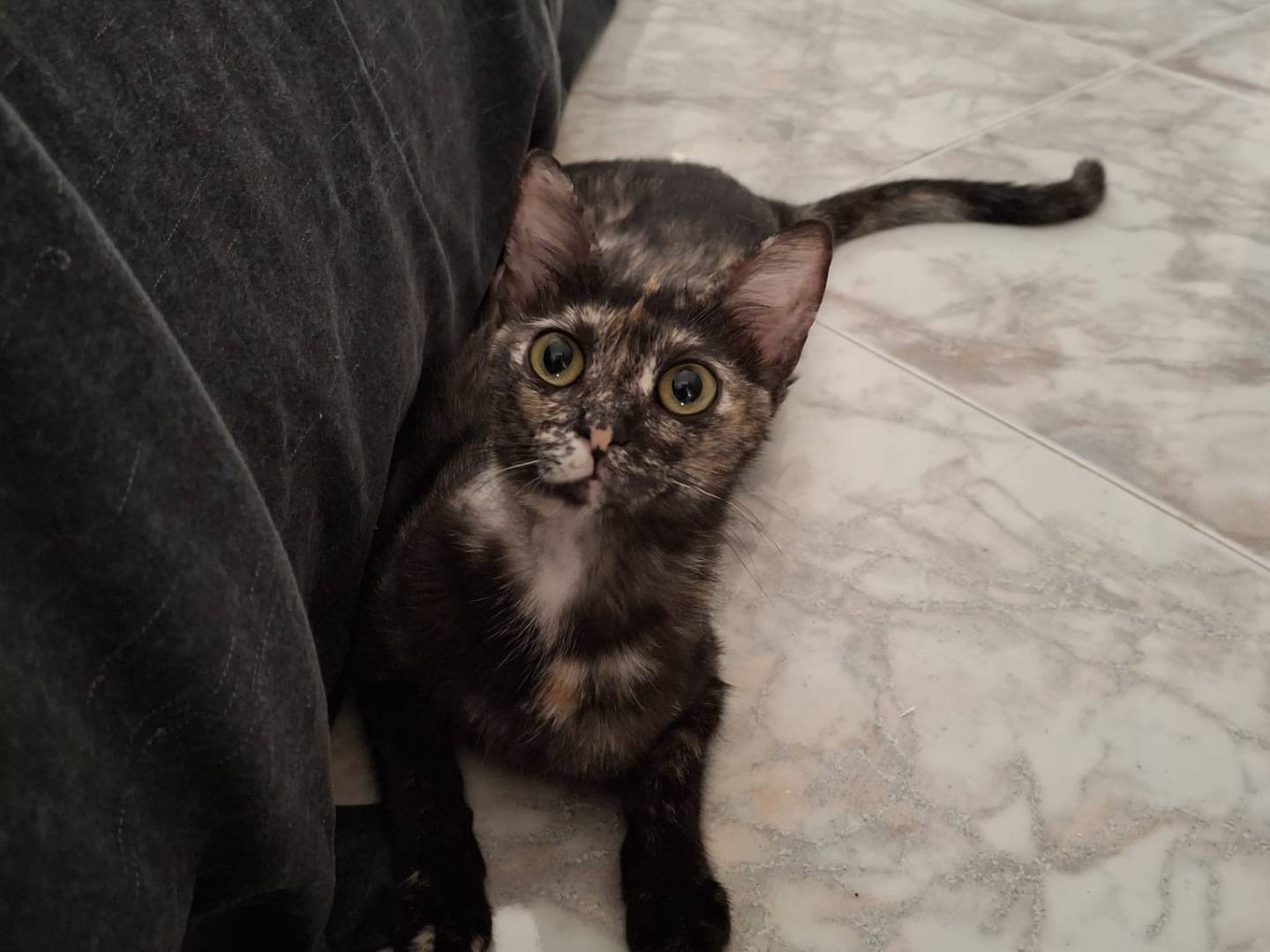 Adotta un gatto, taglia non valida, femmina, Palermo