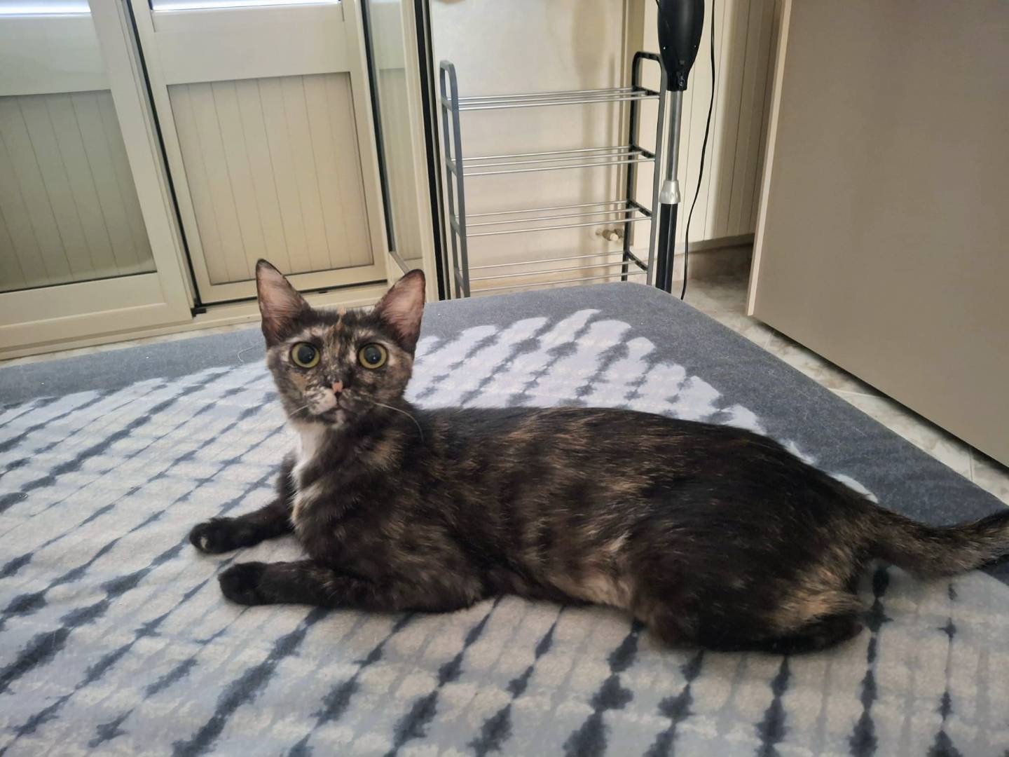 Vuoi adottare un gatto a Palermo?
