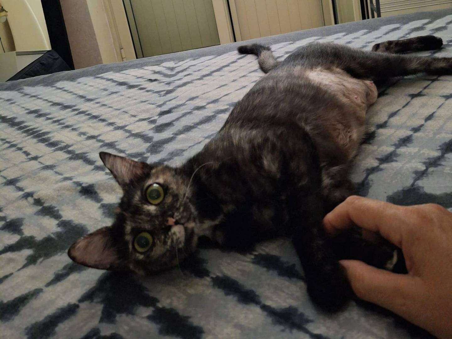 Adotta il gatto MIA  a Palermo