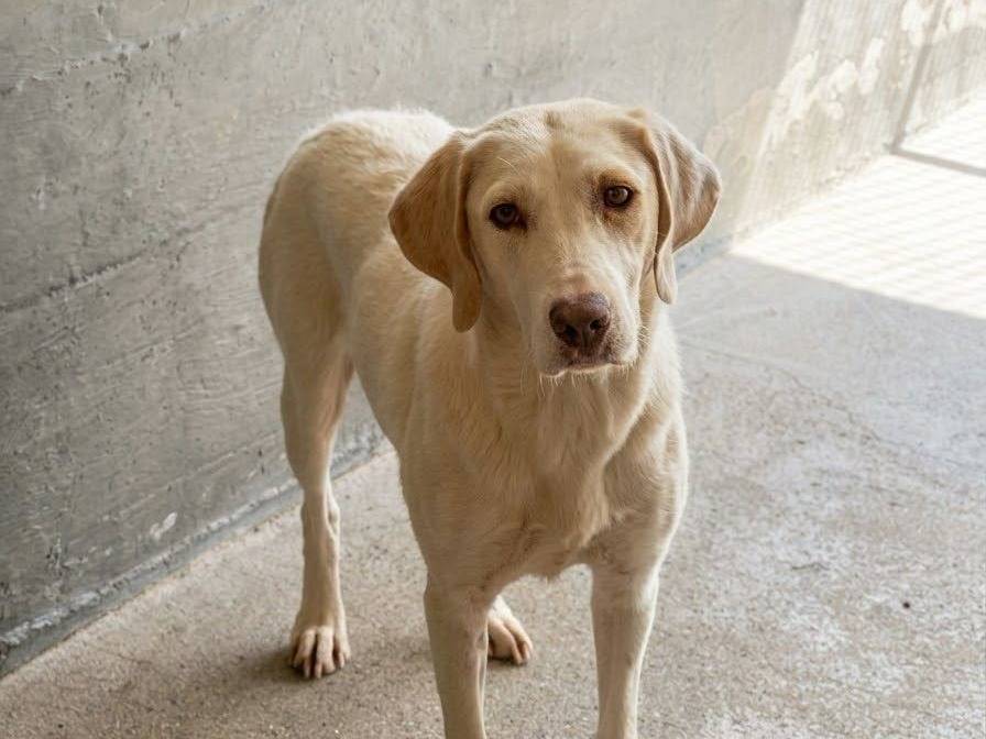 Adozione cane, femmina, Razza sconosciuta Razza sconosciuta, 2 anni e 4 mesi, taglia media, Crotone