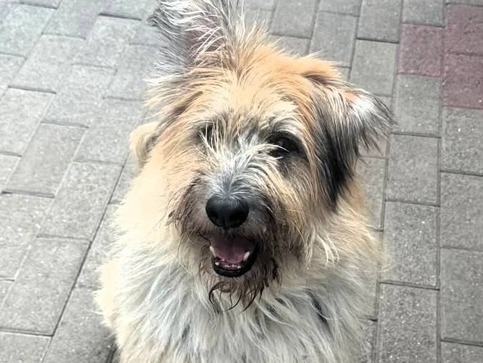 Adozione cane, maschio, Razza sconosciuta Razza sconosciuta, 8 anni e 10 mesi, taglia grande, Milano