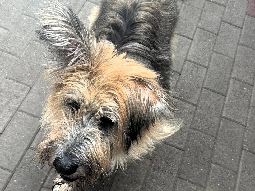 Adotta un cane, maschio, 8 anni e 10 mesi, Milano