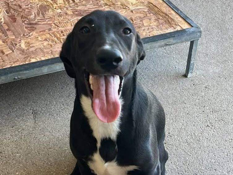 Adozione cane, maschio, Razza sconosciuta Razza sconosciuta, 8 mesi, taglia media, Crotone