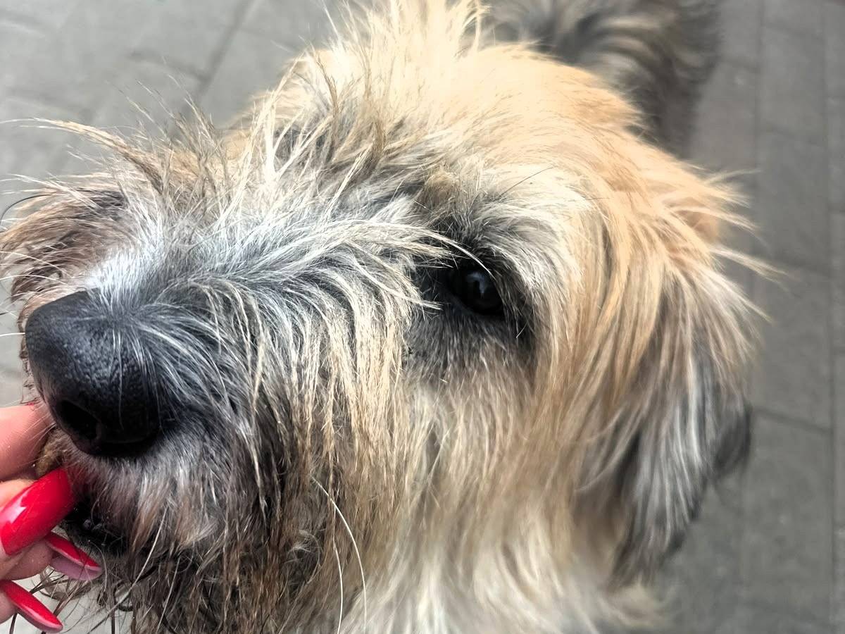 Adotta un cane, taglia grande, maschio, Milano