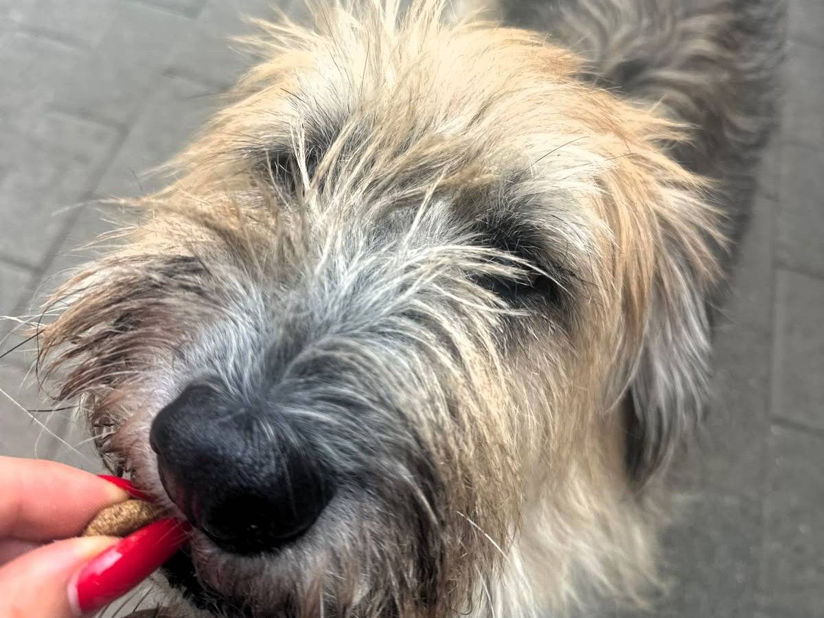 Vuoi adottare un cane a Milano?