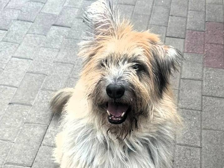 Adotta il cane SPANK a Milano