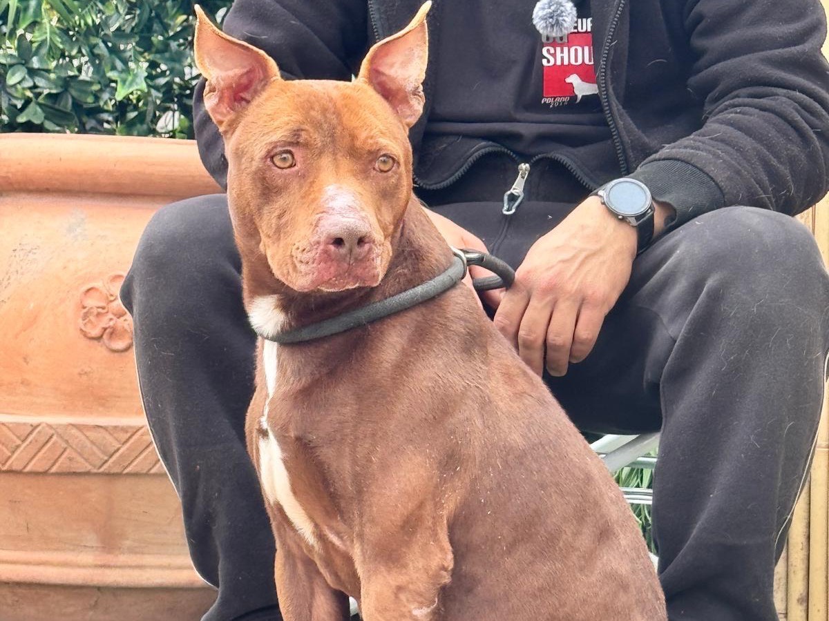 Adozione cane, maschio, Pitbull Razza sconosciuta, 3 anni e 9 mesi, taglia grande, Latina