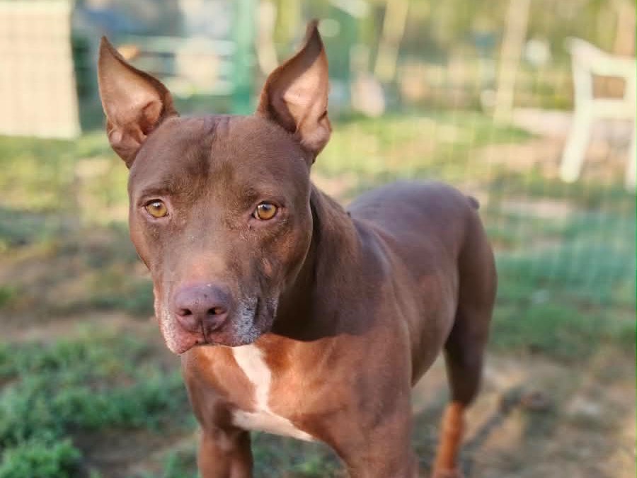 Adotta un cane, maschio, 3 anni e 9 mesi, Latina