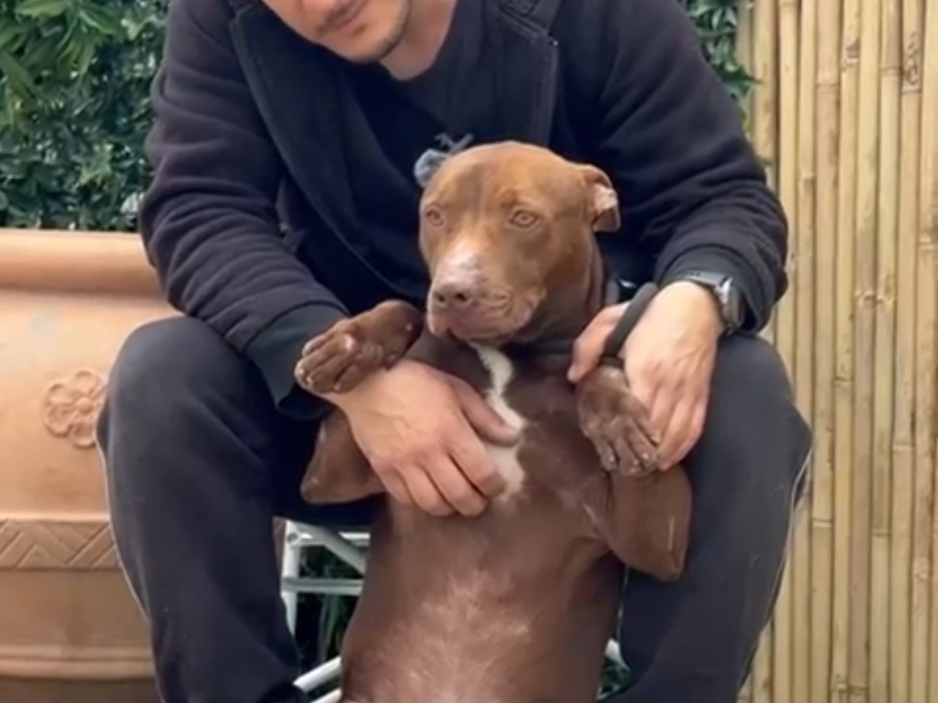 Adotta un cane, taglia grande, maschio, Latina