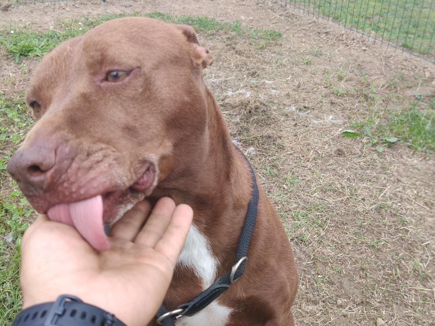 Vuoi adottare un cane a Latina?