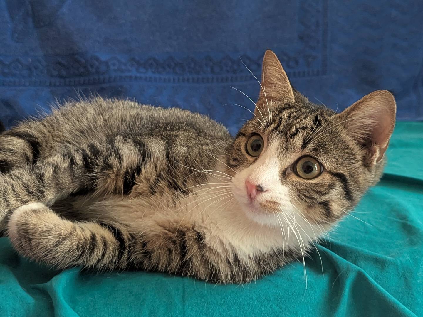 Adozione gatto, maschio, Razza sconosciuta Razza sconosciuta, 4 mesi, taglia non valida, Teramo